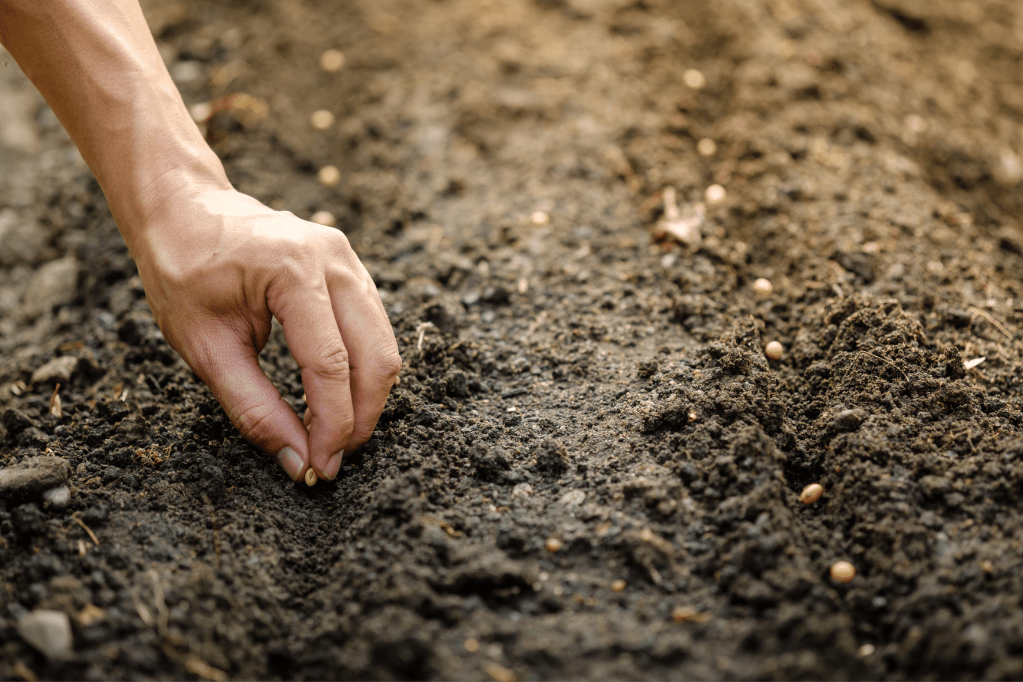 Hand planting a seed in soil